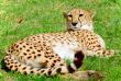 Cheetah In The Wild on grass