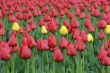 Field of variety tulips