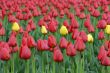 Field of variety tulips