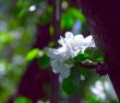 flowerings of an apple-tree