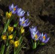 Snowdrops