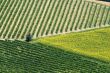 Marche - Landscape at summer