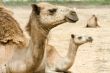 arabian camel in Israels desert