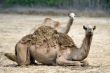 arabian camel in Israels desert