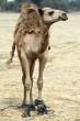 arabian camel in Israels desert