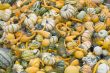 pumpkins