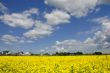 Yellow Meadow Flowers