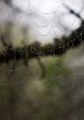 Web with water drops