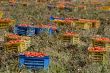  fresh tomatoes, collected in boxes, on the field