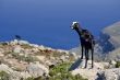 mountain goats