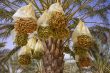 date palm