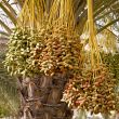 date palm