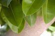 Green leaves and trunk of ficus elastica robusta