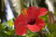 tropical  flowers(Hibiscus)