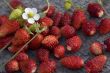 wild strawberry