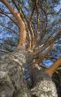 trunks of pine trees