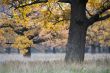 autumn landscape