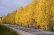 Autumn road