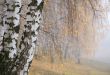 misty birch grove