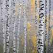 birch forest