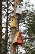 birdhouse at the pine trunk