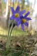 snowdrop flowers