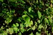 Green leaves