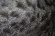 wool of a cat