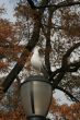 Seagull on a lamp post