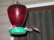 hummingbird drinking out of a feeder
