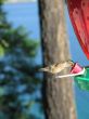 hummingbird drinking out of a feeder