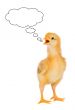 Speaking a chicken yellow