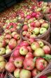 Apples at the Market