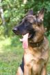 German shepherd