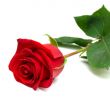 Red rose