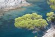 tree on the coast