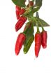 peppers on a tree