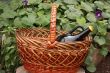 Bottle of wine in basket