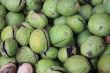 Circassian walnuts green