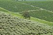 Marche - Landscape
