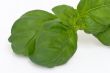 Fresh basil