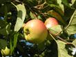 Apple tree