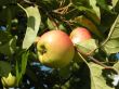 Apple tree