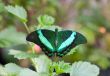 green tropical butterfly