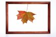 Maple leaf in a framework