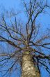 the tree