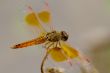 Dragon-fly