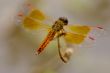Dragon-fly