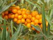 sea buckthorn