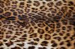 Skin of the leopard